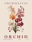Orchid Art Print