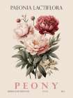 Peony Art Print