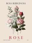 Rose Art Print