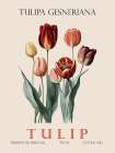 Tulip Art Print