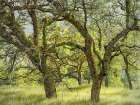 Oak Grove On Deer Trail Art Print