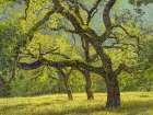 Three Oaks ├óΓé¼ΓÇ£ Afternoon Light Art Print