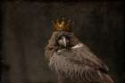 Corvid King Raven Art Print