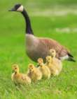 Follow the Leader Baby Canada Geese Art Print