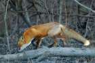 Forest Fox Art Print