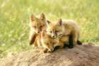 Fox Kit Sibling Snuggles Art Print