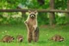 Hands Full Raccoon Mom Art Print