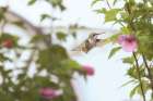 Hovering Hummingbird Art Print
