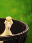 Just Ducky Duckling Art Print