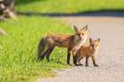 Just Like Mom Fox Kit Art Print