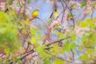 Spring Warblers on Blossoming Branches Art Print