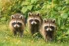 Three Musketeers Baby Raccoons Art Print