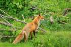 Vigilant Red Fox Art Print