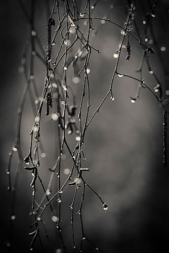 Bare Branches 2017 Landscape Print