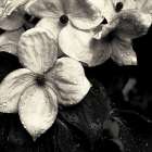 Dogwood Flower No. 3 Art Print
