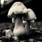 Mushroom No. 3 Art Print