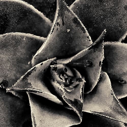 Seattle Succulents Art Print