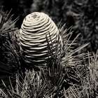 Spruce Cone Art Print