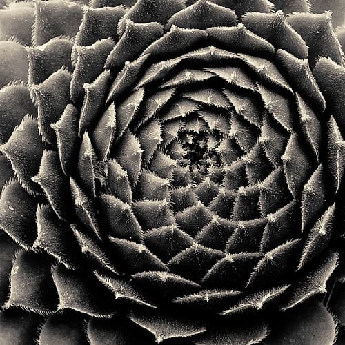 Succulent Art Print by Gary Horsfall