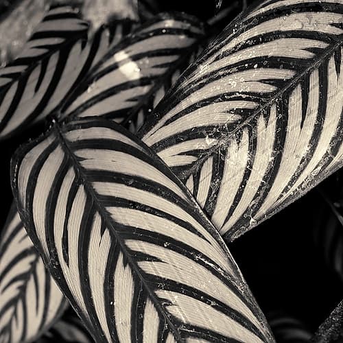Varigated Leaves No. 2 Art Print by Gary Horsfall