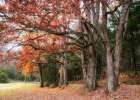 Autumn Drive II Art Print