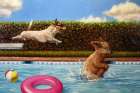 Pool Party II Art Print