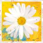 Violets Daisy Art Print