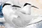 Black-Naped Tern Art Print