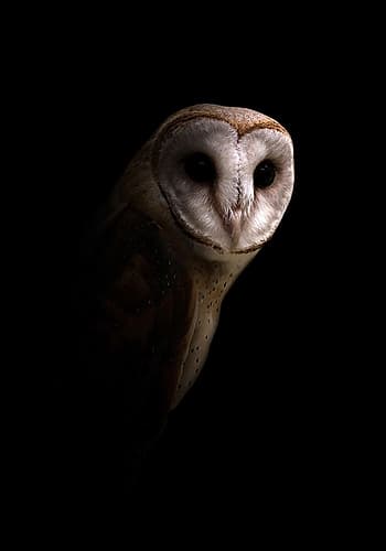 Owl Art Print