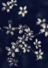 Small Flowers Art Print