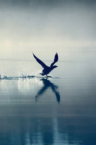 Bird Taking Flight Art Print