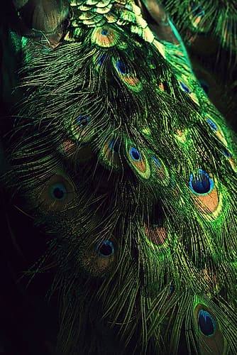 Peacock Tail Art Print