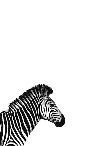 Zebra 2 Art Print by Incado