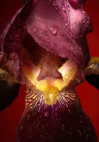 Red Flower Art Print by Incado