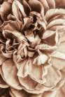 Flower Bloom 3 Art Print