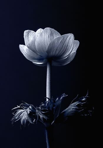 Single Flower Art Print by Incado