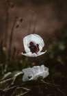 White Poppies Art Print
