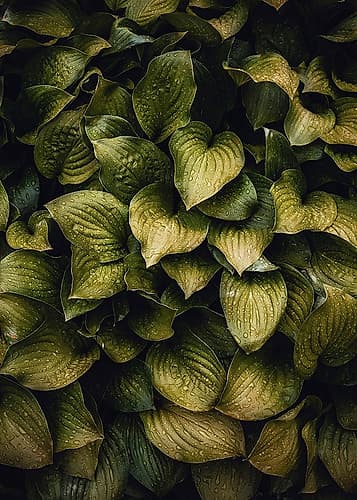 Hostas Leaves Art Print by Incado