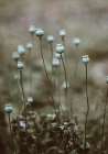 Poppy Pods Art Print