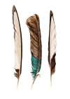 Three Feathers Art Print