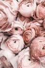 Pink Roses Art Print