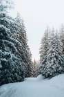 Trail in Snow Art Print