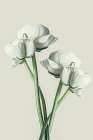Four White Flowers Art Print