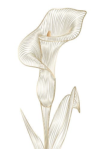 Lily line I Minimalist Print