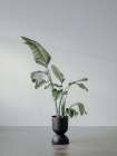Portrait of a Plant Minimalist Print