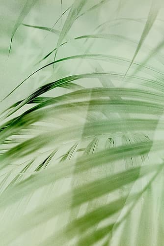 Sage Palm Nature Print