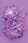 Lavender Chrysanthemums Art Print