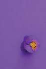 Lavender Pansy Art Print