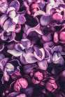 Shades of Purple Art Print