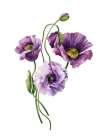 Lavender Lisianthus Art Print